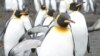چهار گونه پنگوئن در خطر انقراض قرار دارند