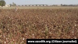 Dalada paxta qolmagani bois maktab o‘quvchilari bir chanoq paxtani terishga majburlanmoqda