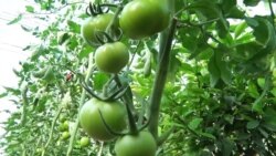 Баткен помидордун мекенине айланат