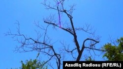 Qalağayın kəndi, quruyan ağac,6 iyul  2018