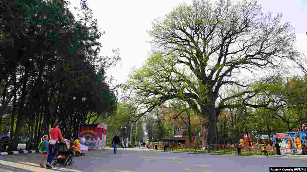 Parktaki nebatat dünyasınıñ baş vekili &ndash; yaşı 750 yıldan ziyade olğan dev-emen