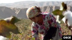 Кулчулукка көбүн эсе жумуш издеген эмгек мигранттары туш болушат