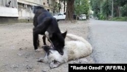 Бездомные собаки на улицах Душанбе