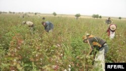 Мамлакатда юз минглаб одам ишсиз юрган бир кезда¸ ҳукумат пахта теримига яна ҳуқуқсиз болаларни жалб этмоқда.