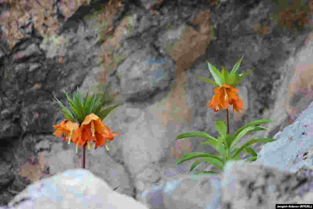 Айгүл гүлү 1978-жылы СССРдин &ldquo;Кызыл китебине&rdquo; киргизилген. Тоого жакын турган Эрматов атындагы орто мектеп жамааты аталган тоодо демилгелүү топ түзүп, өз ыктыяры менен Айгүлдү корукка алып, келгендерге түшүндүрүү ишин жүргүзөт.&nbsp;