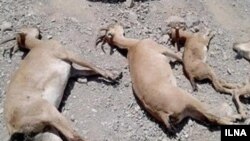  ۱۷۵ راس کل‌وبُز وحشی بر اثر طاعون نشخوارکنندگان کوچک در استان البرز تلف شده‌اند