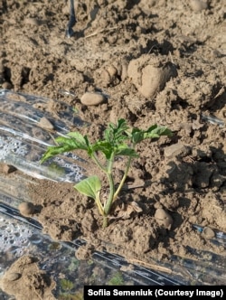 Кавун, який росте на Прикарпатті