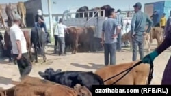 Mal bazary. Türkmenistan. Iýul, 2025. 