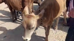 Diňle: Emeli bolçulyk 'dikeldildi', prezident maldarçylygy 'düzetmäge çalyşýar'