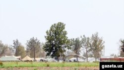 Качкындарга курулган убактылуу лагерь. Термез району, 18-август.