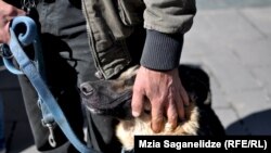 В этом году людей, пожелавших бесплатно привить своих домашних животных, было немного