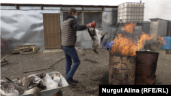 Утилизация павшей птицы после распространения птичьего гриппа в ряде районов Северного Казахстана. Село Якорь Кызылжарского района Северо-Казахстанской области. 17 сен 2020.