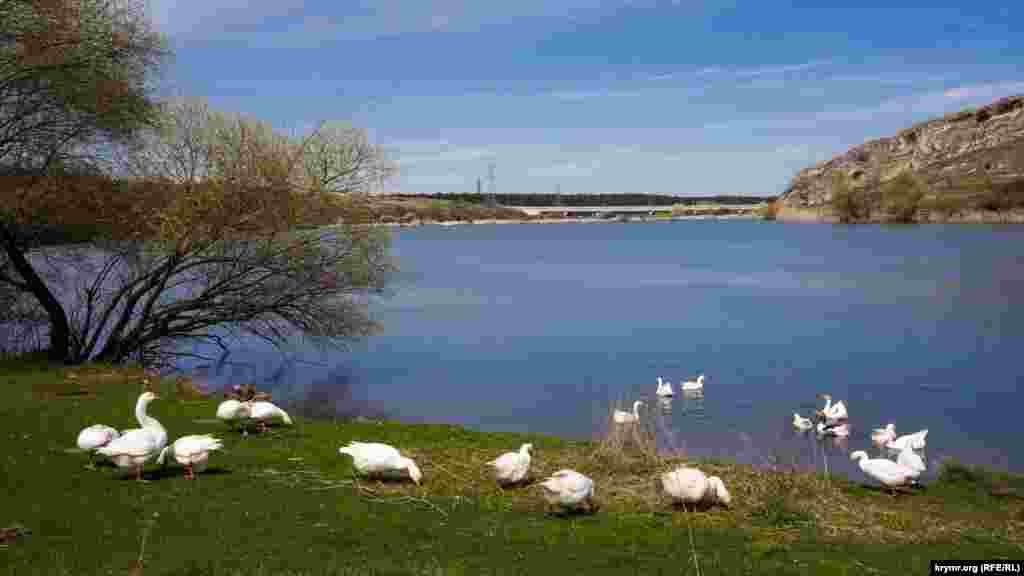 Домашние гуси щипают травку на берегу.&nbsp;Как Волчий грот и местность вокруг него выглядят сейчас &ndash; смотрите в фоторепортаже