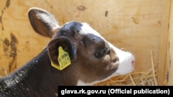 Иллюстративное фото.