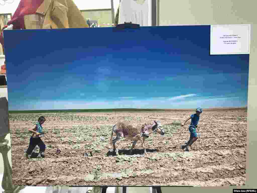 Ордабасы ауданы Ұялжар ауылында жазғы демалысқа шыққан балалар ата-анасына көмектесіп, соқамен жер жыртып жүр.&nbsp;Фото авторы - Әйгерім Бегімбет.