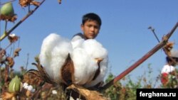 Өзбекстанда пахта талааларында балдарды мажбурлап иштетүү бар экенин дүйнө коомчулугу сындап келет. 