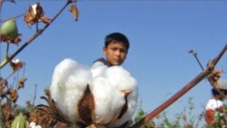 Ўзбек пахтасиз яшай олмайдими?