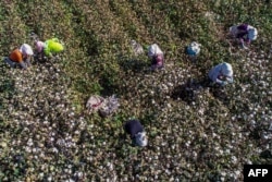 Шыңжаң аймағында мақта өндіріп жүрген адамдар. 2017 жылғы сурет.