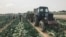 Kazakhstan – Emergency for coronavirus pandemic, quarantine. Farmers harvest cabbage in a field in Zhetisay district. Turkestan region, 29Apr2020