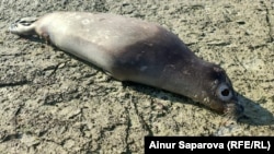 Gazagystanyň Mangystau regionynda deňiz kenarynda tapylan düwlen. (Arhiw suraty)