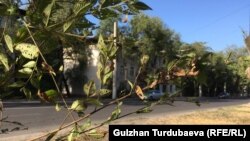 Бишкек. Лев Толстой көчөсү. 15-июль, 2020-жыл.