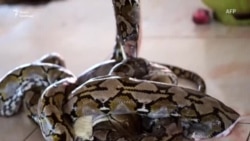 П’ять речей, які треба знати про звіт ВООЗ про коронавірус у Китаї