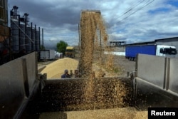 Робітник завантажує вантажівку зерном на терміналі під час збору ячменю в Одеській області