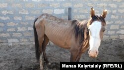 Истощенная лошадь в Мангистауской области Казахстана