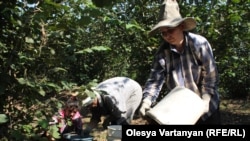 В ореховый сезон в нижней зоне Гальского района многолюдно