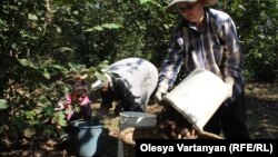 В Галском районе планируется собрать 3500 тонн ореха. В прошлом году в районе смогли сохранить только 20% урожая