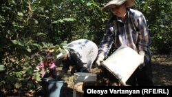 Если прошлой осенью некоторые предрекали Абхазии «ореховую революцию», то сегодняшнее постановление кабинета министров можно назвать «ореховой амнистией»