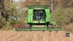 Як американські фермери виживають під час торговельної війни з Китаєм