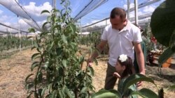 Ինտենսիվ այգի Նահապետավանում՝ ծովի մակերևույթից 2 հազար մետր բարձր 