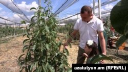 Տարոն Հովհաննիսյանը` դստեր հետ, իր հիմնած ինտենսիվ այգում, Նահապետավան, 20-ը սեպտեմբերի, 2025թ. 
