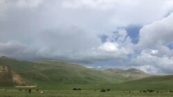 Ադրբեջանցիների «գյուլլեքից հողը քանդվում էր». կութեցի հովվի հոտը դեռ առևանգված է