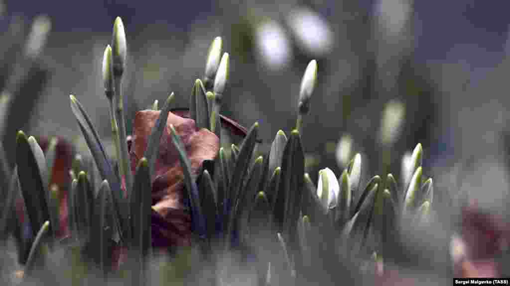 Nebatat bağçasında aqbardaq da açtı