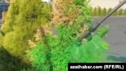 Maryda jemagat gulluklaryň işgärleri guran we saralan agaçlary ýaşyl reňke boýaýarlar. Fewral, 2025.