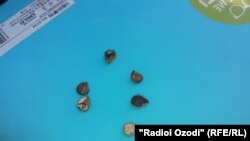 Тухми гелиотроп, рустание, ки 44 нафарро дар Ишкошим бемор кард.