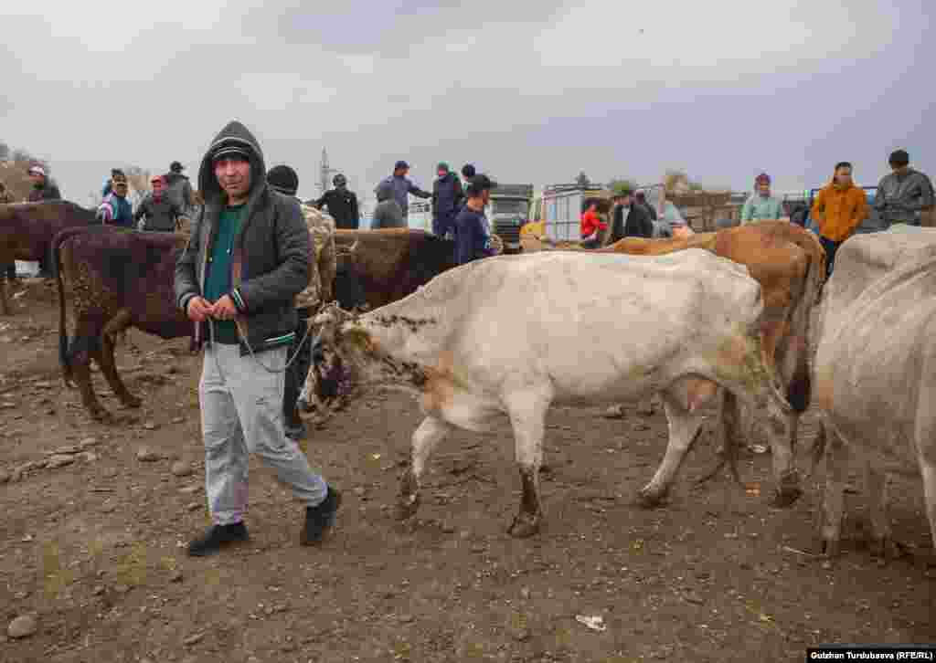 Нурлан Алкожоев не стал продавать свою корову за 35 тысяч сомов.&nbsp;&laquo;Чем отдавать задешево, лучше самим доить&raquo;, - сказал он.&nbsp;&nbsp;