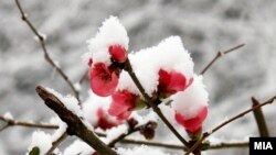 Густой снег повалил в Абхазии 28 декабря 1910 года и шел с короткими перерывами почти всю зиму 1911-го