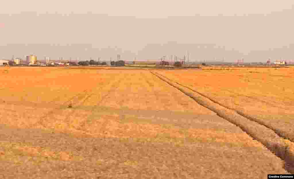 Пшеничные поля румынской Добруджи