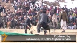 Ооганстандагы ит уруш