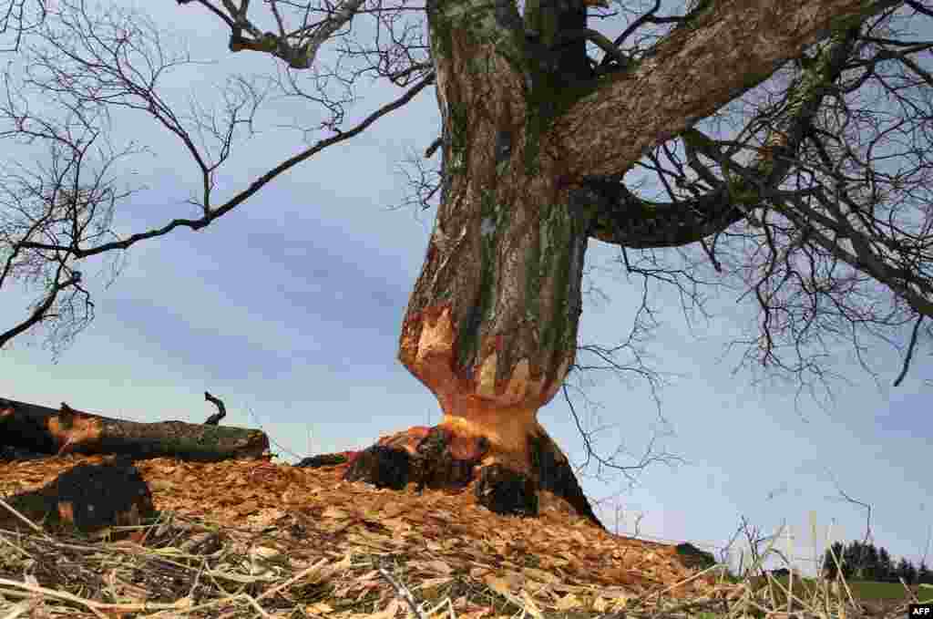 Береза, обгризена бобрами у Німеччині. Близько 120 бобрів було переселено в південну частину Німеччини з 1979 року. Фото від 9 квітня 2013 року.