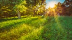 Тест: җәйге табигать