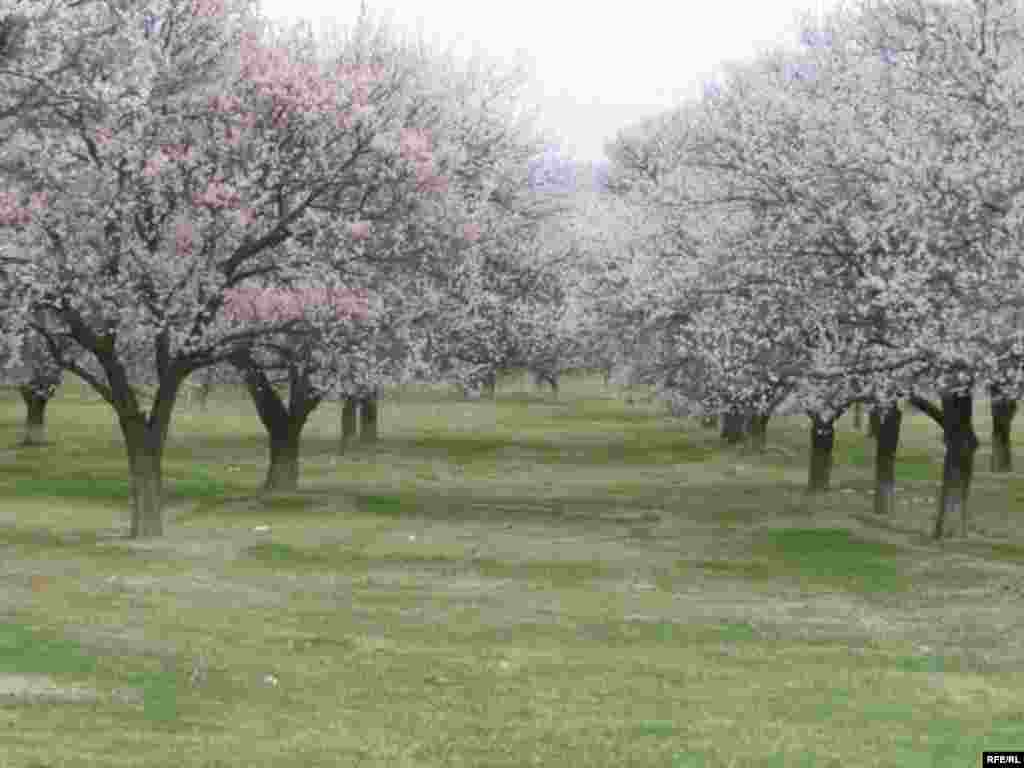 Абрикосовый Баткен #14