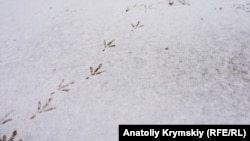 До прикладу, 22 січня 1919 року в Києві «була типово зимова погода», кажуть метеорологи