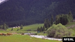 Альвеококкозду жайыт жерлерде жүргөн бөрү, түлкү, кемирүүчүлөр алып жүрөт. Адистер бул ооруну рак илдетине теңейт.