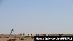 Құдықтан су ішуге келе жатқан бір үйір жылқы. Маңғыстау облысы, 14 шілде 2021 жыл.