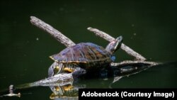 Чырванавухая чарапаха