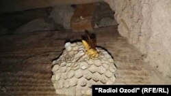 Ин занбӯрро занбӯри "китайский" ҳам меноманд.